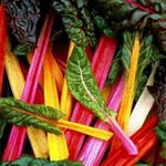 Swiss Chard Plant Seeds for Planting - 100 Pcs pcs - Dharaseeds