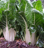 Swiss Chard Argintata Open Pollinated heirloom non-GMO organic garden seeds