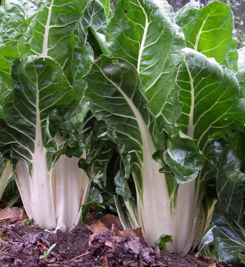 Swiss Chard Argintata Open Pollinated heirloom non-GMO organic garden seeds