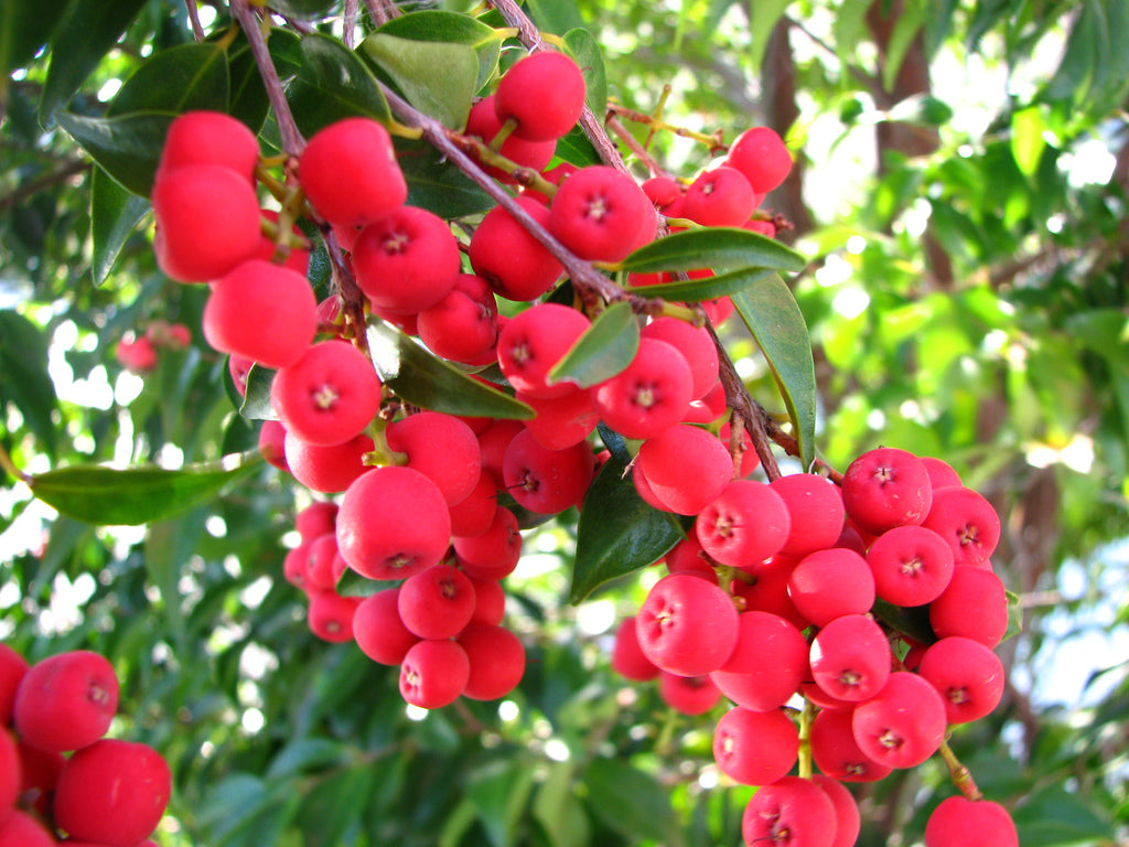 Riberry – Tangy and Vibrant Native Berry