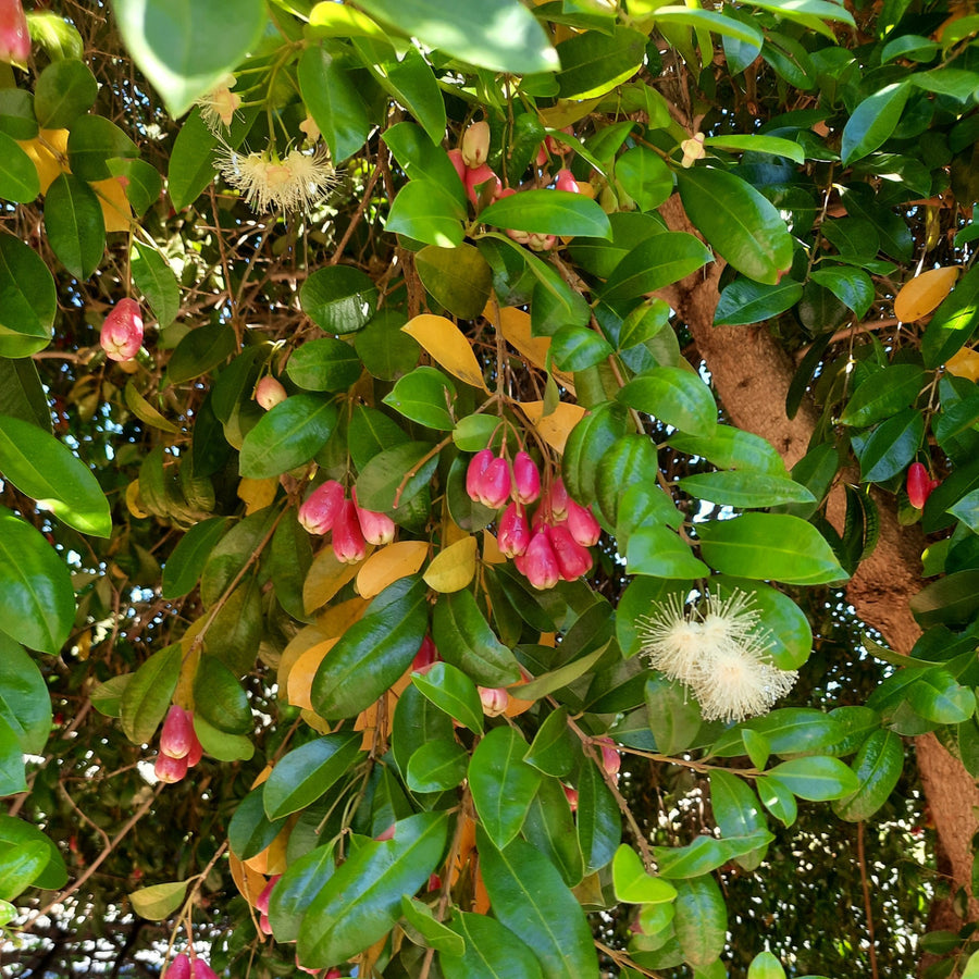 Brush Cherry Seeds (Syzygium australe)