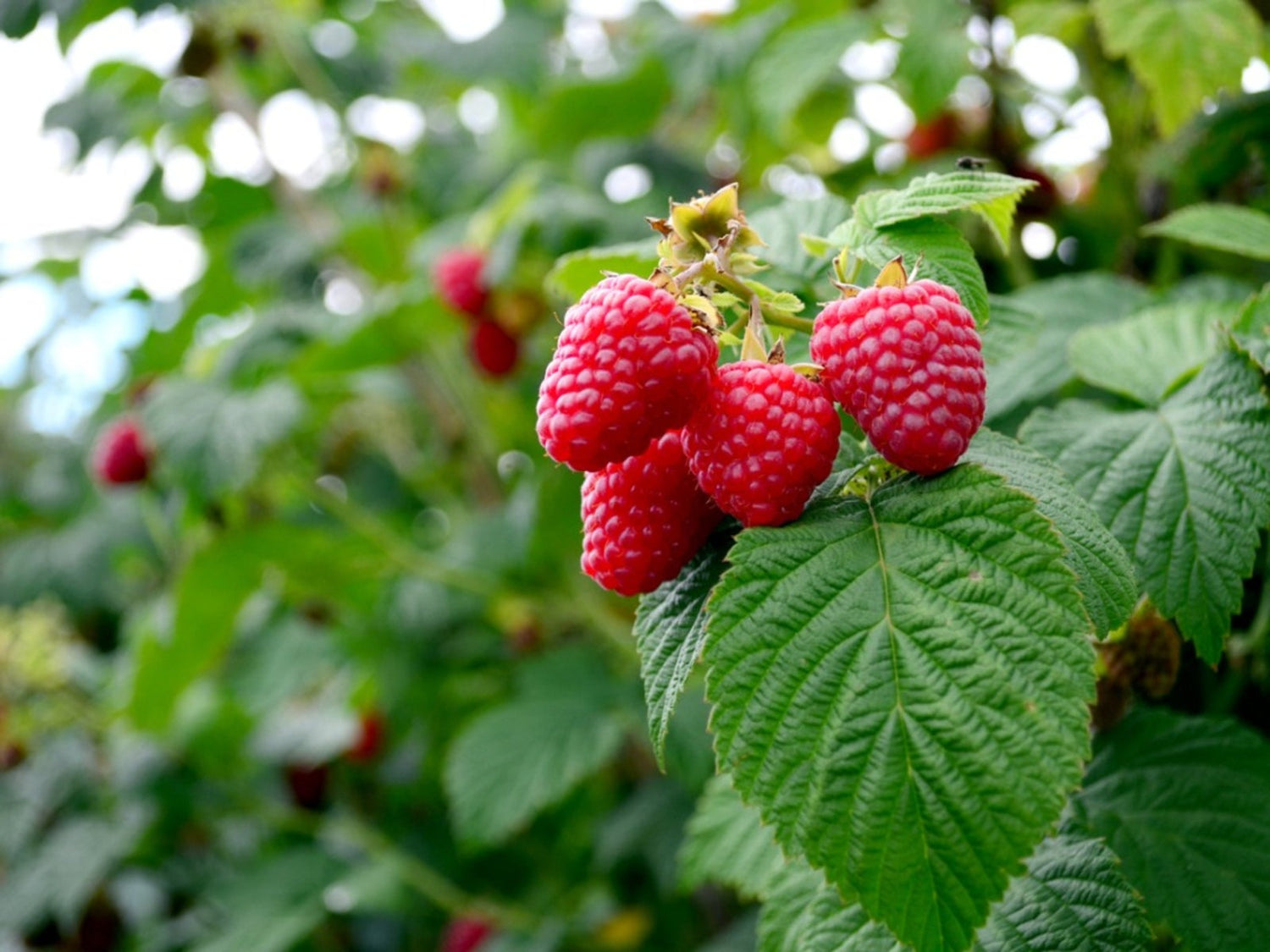 Polana Raspberry Plants