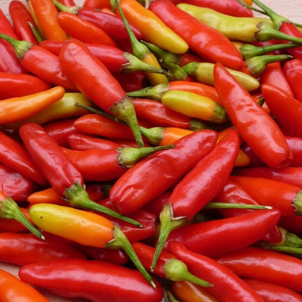 Tabasco hot pepper seeds (Capsicum frutescens) – fiery chili plants for sauces - Dharaseeds