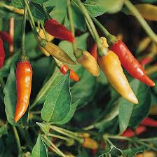 Tabasco hot pepper seeds (Capsicum frutescens) – fiery chili plants for sauces - Dharaseeds
