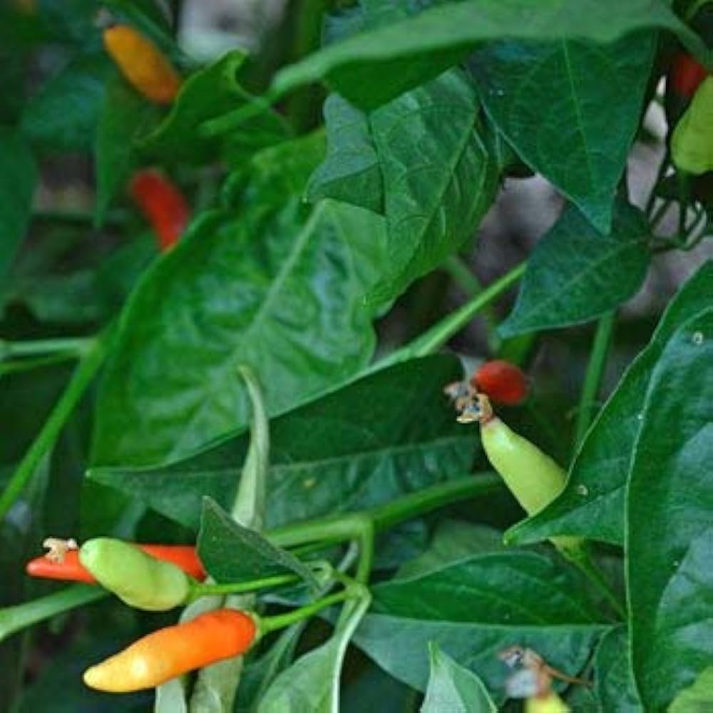Tabasco hot pepper seeds (Capsicum frutescens) – fiery chili plants for sauces - Dharaseeds