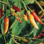 Tabasco Pepper seeds – 2018 heirloom hot chili for spicy gardens - Dharaseeds