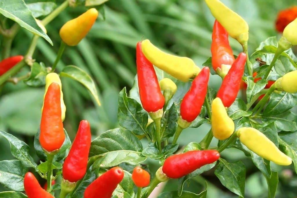 Tabasco Pepper seeds – 2018 heirloom hot chili for spicy gardens - Dharaseeds