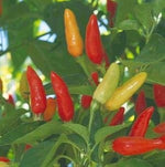 Tabasco Pepper seeds – 2018 heirloom hot chili for spicy gardens - Dharaseeds