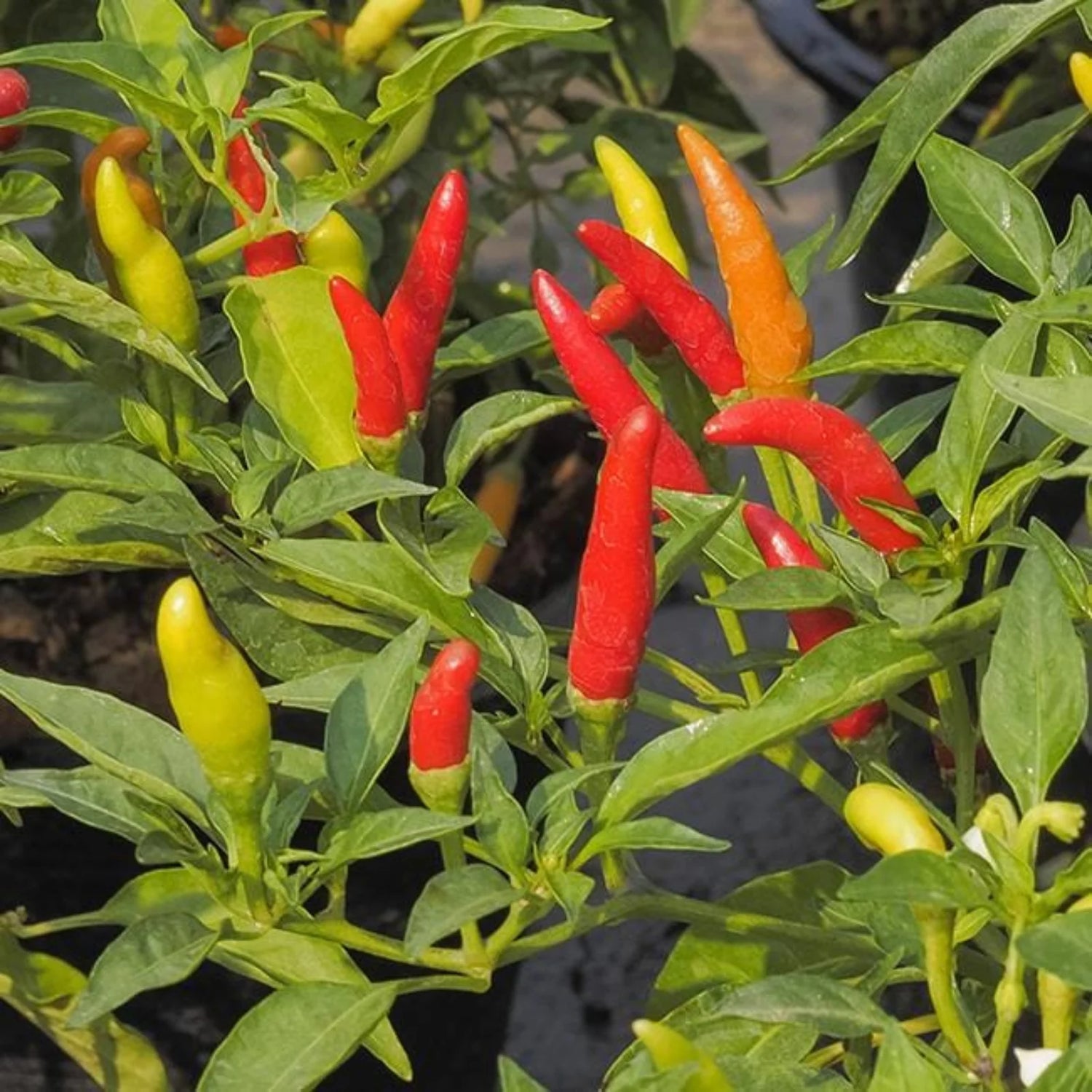 Tabasco Pepper Seeds – Hot Chili Pepper for Garden and Container Growing