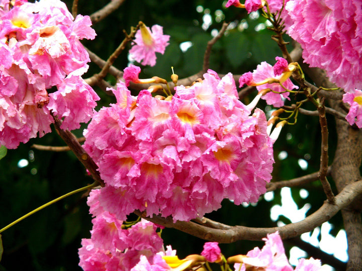 Pink Hatiora Rosea Plant Seeds for Planting Non-GMO Heirloom Garden Seeds for Home Growing