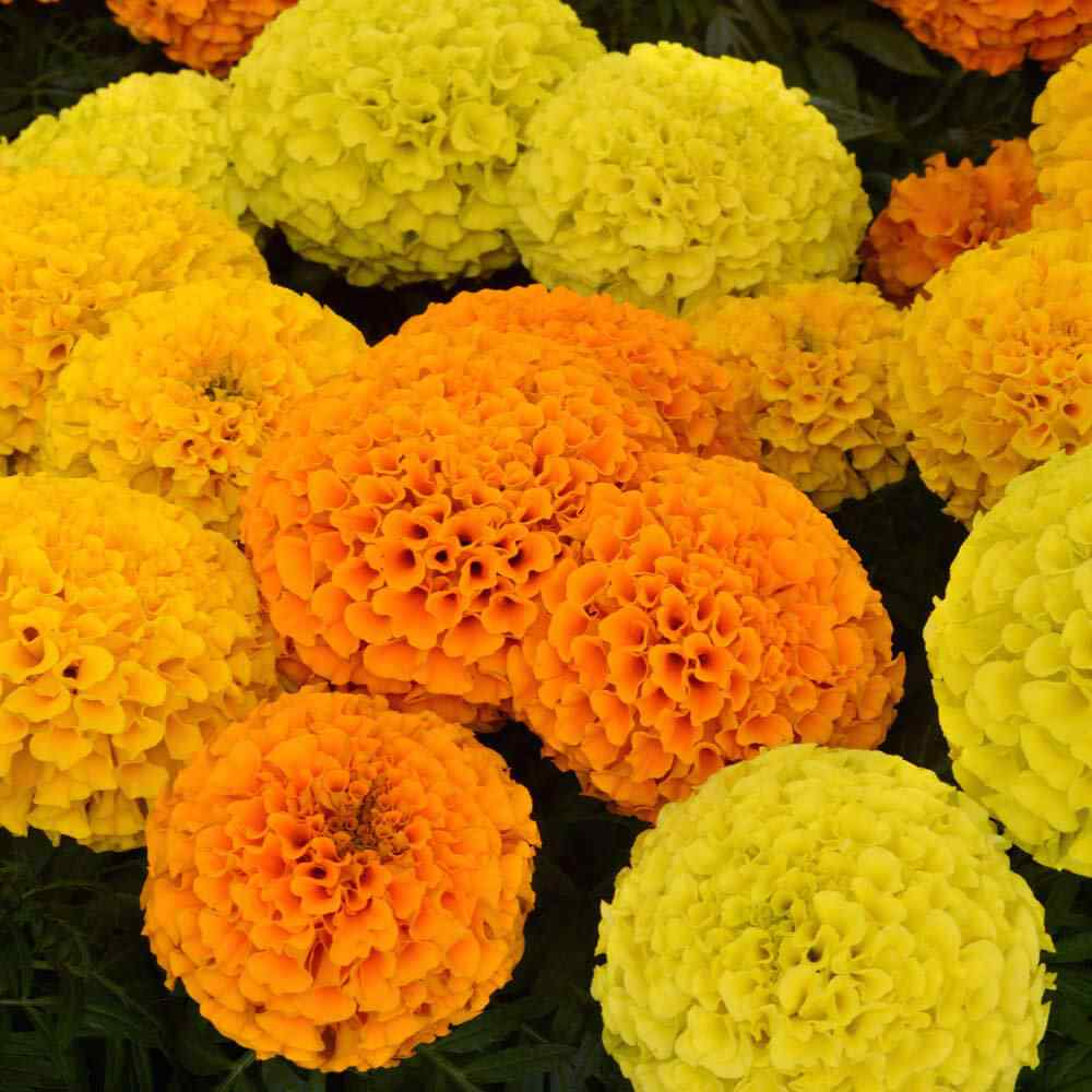 African Marigold Taishan Hybrid Mix Seeds