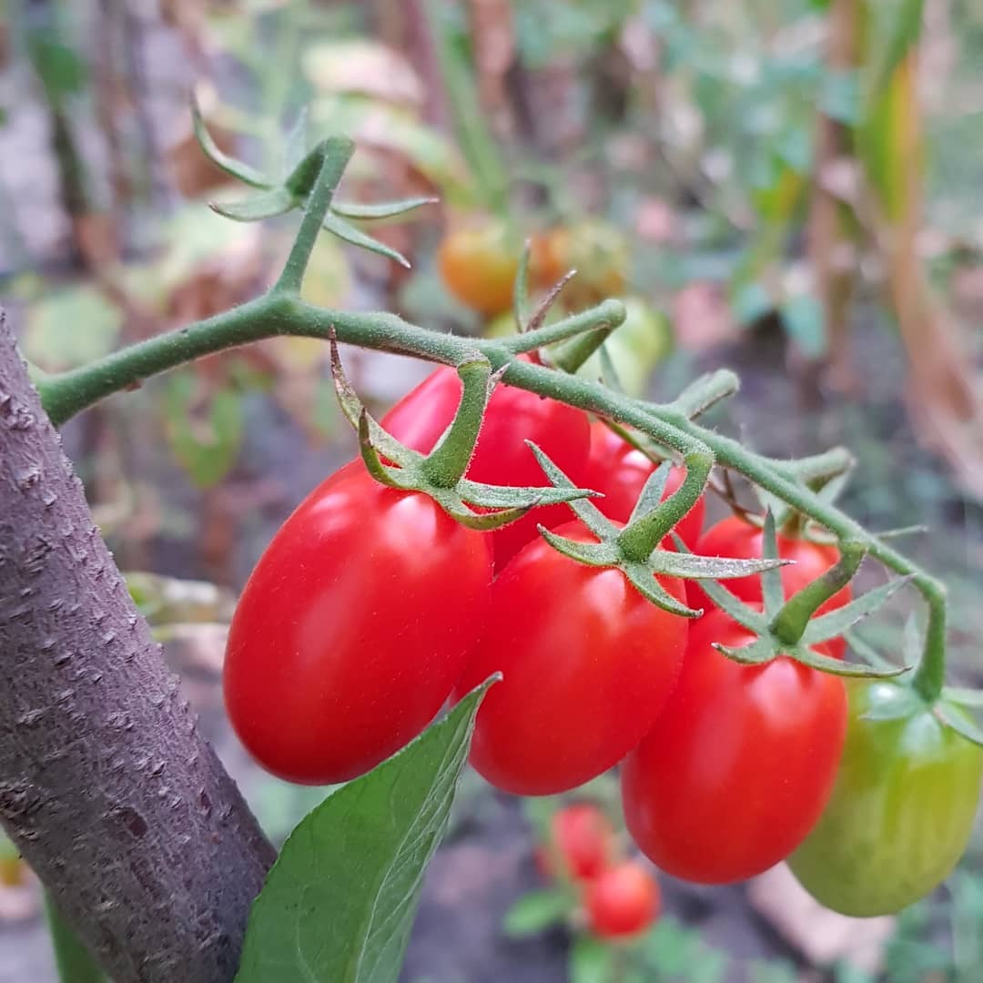 Cherry Tomato Vegetable Seeds for Planting