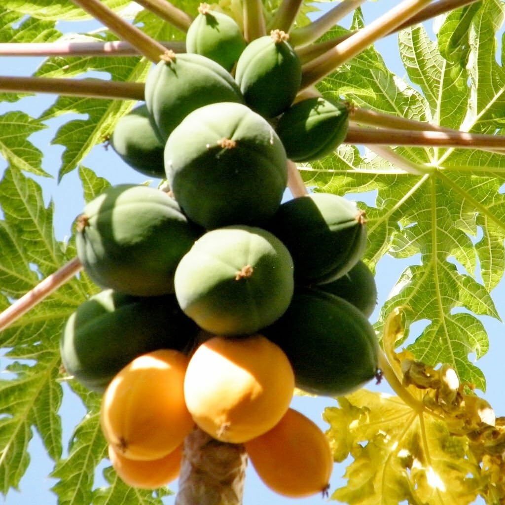 Taiwan Red Lady Papaya Seeds for planting Non GMO heirloom variety
