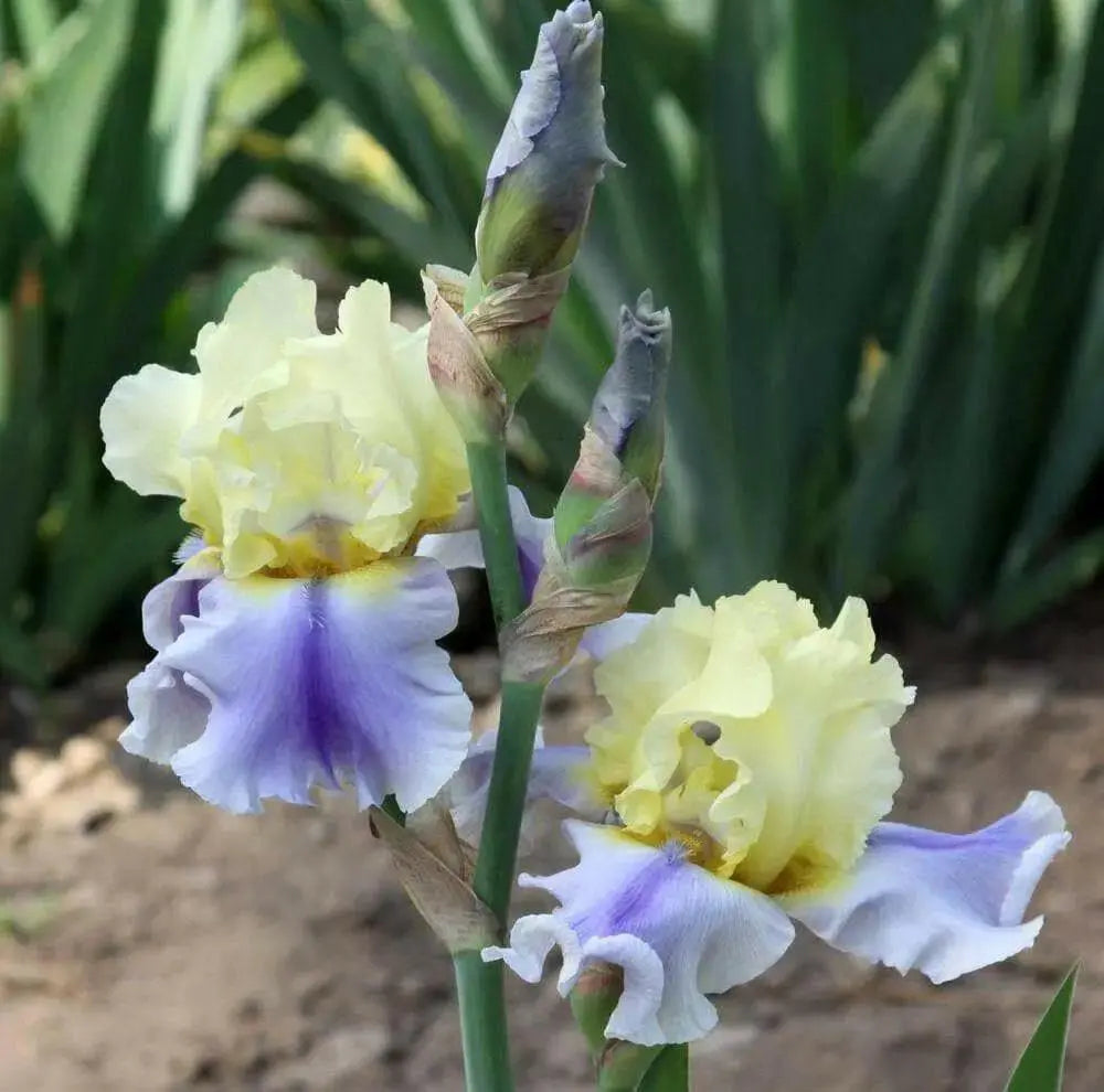 Bearded Iris - Easter Candy