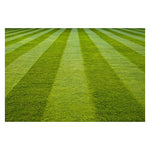 close-up showing dense growth and fine texture of Tall Fescue grass

