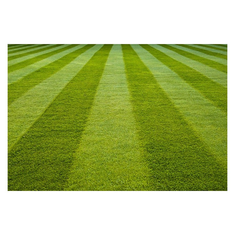 close-up showing dense growth and fine texture of Tall Fescue grass

