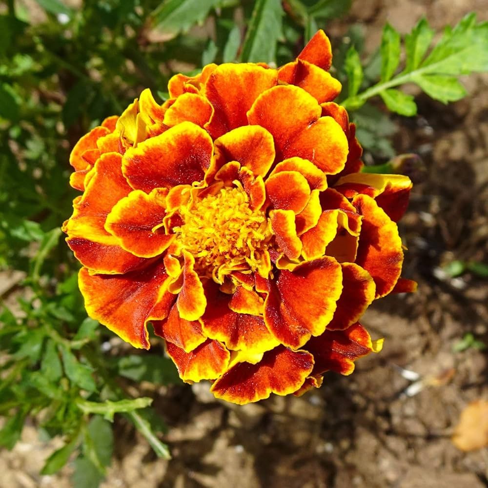Tall Multicolor Marigold flower seeds – vibrant mix for border planting - Dharaseeds