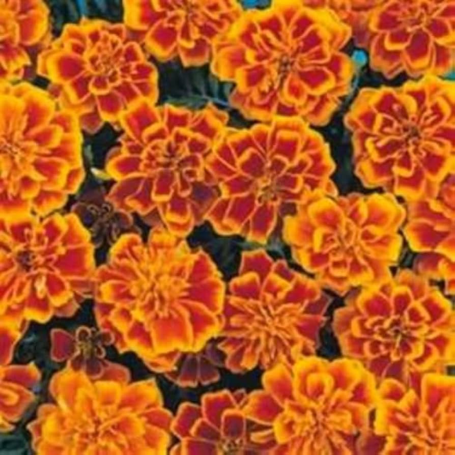 Tall Multicolor Marigold flower seeds – vibrant mix for border planting - Dharaseeds