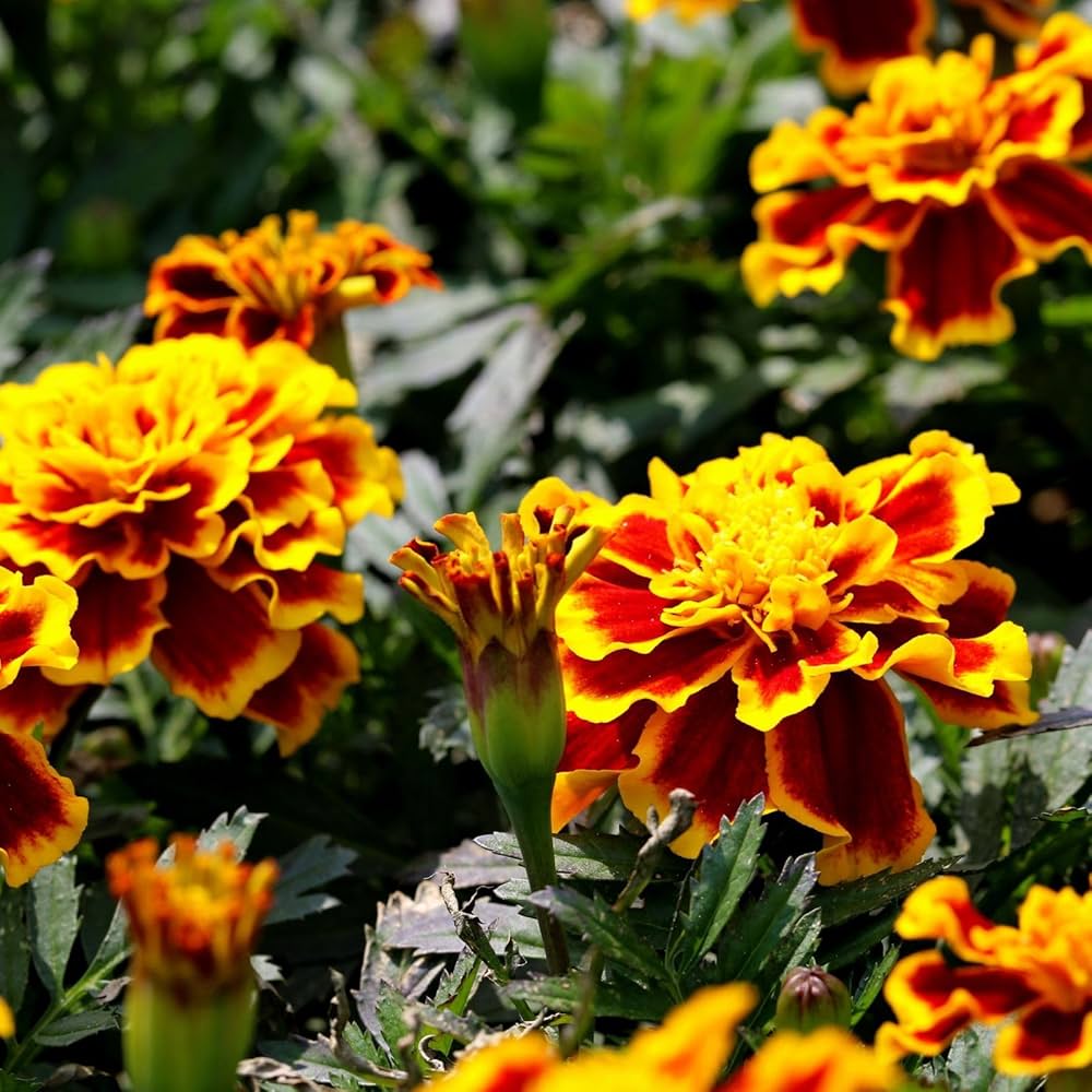 Tall Multicolor Marigold flower seeds – vibrant mix for border planting - Dharaseeds