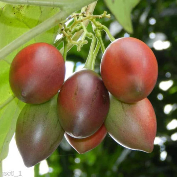 Tamarillo plant seeds exotic garden Cyphomandra