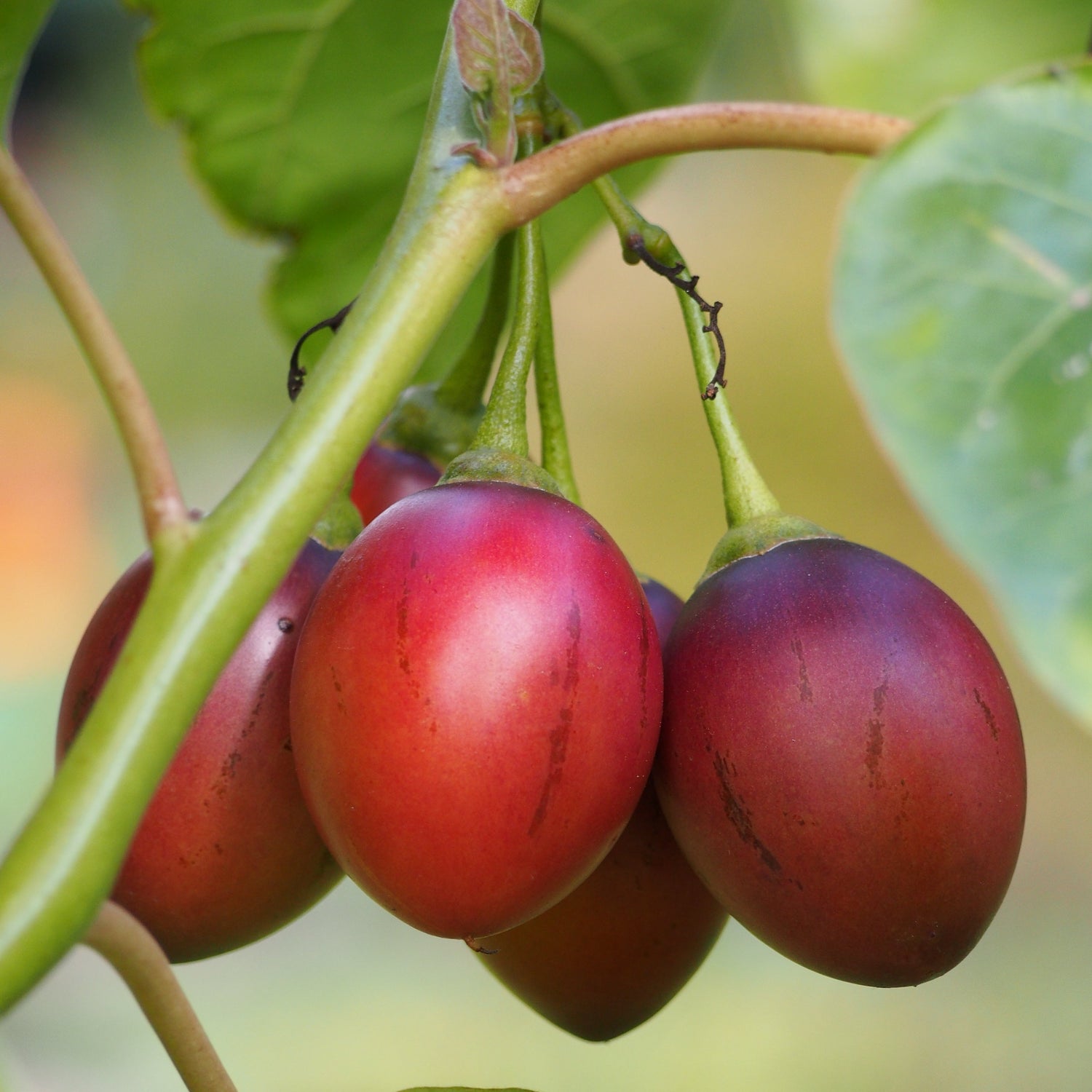 Tamarillo tree tomato seeds Non GMO high quality Cyphomandra betacea