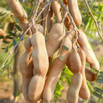 Tamarind Seeds for Gardeners and Landscapers