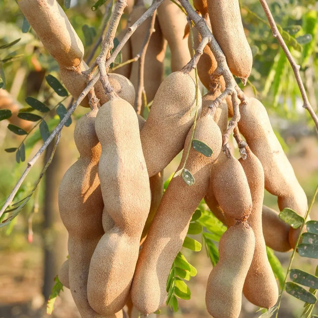 Tamarind Seeds for Gardeners and Landscapers