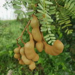 Heirloom Tamarind Seeds for Perennial Growth
