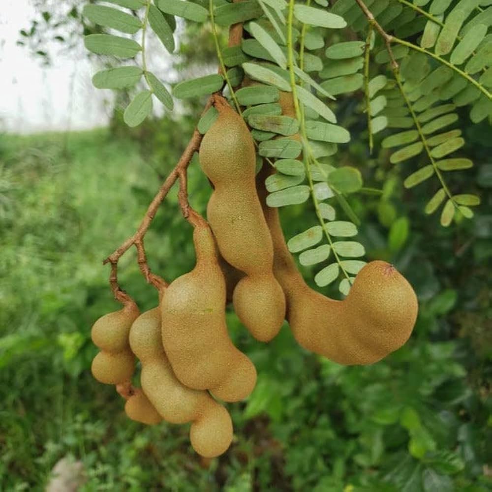 Heirloom Tamarind Seeds for Perennial Growth