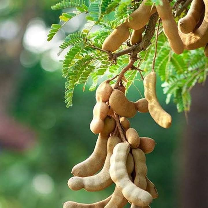 Tropical Tamarind Seeds for Landscaping and Gardens