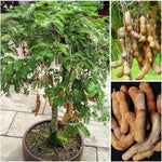 Tamarind Tree Seedlings Growing Guide