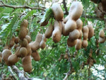 Non-GMO Tamarind Tree Seeds for Home Garden