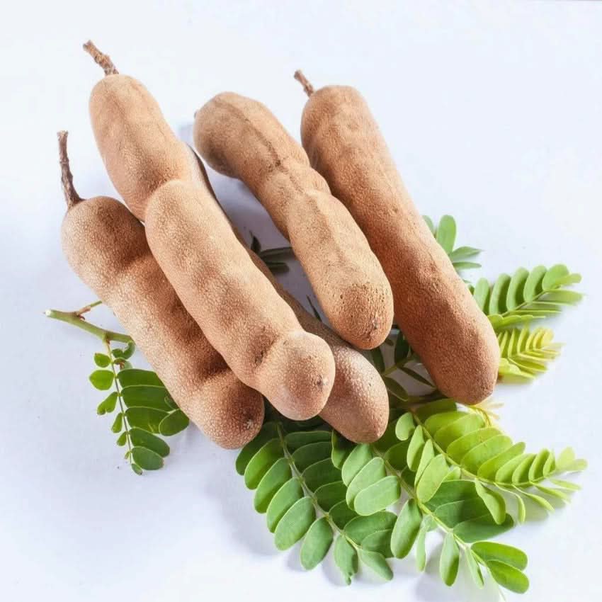 Tamarind Tree Seeds for Outdoor Gardens and Landscaping