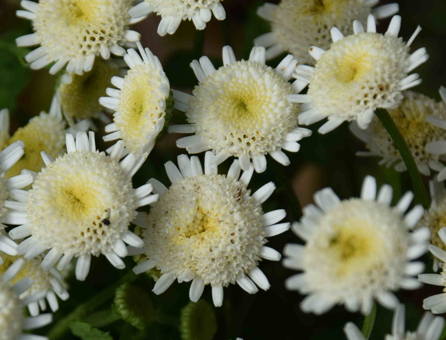 Feverfew White Stars Seeds