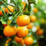 Tangerine seeds Citrus reticulata climbing compact variety