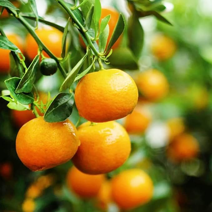 Tangerine seeds Citrus reticulata climbing compact variety