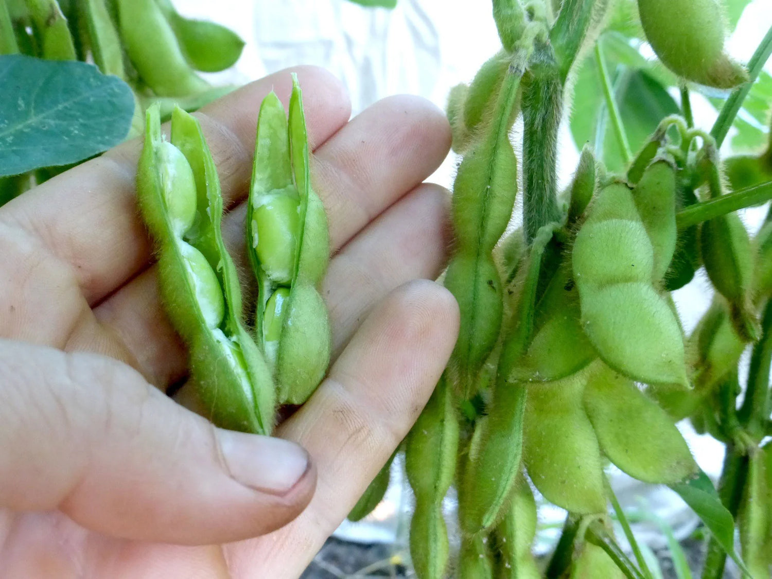 Midori Giant Bush Edamame Soybean Seeds | High-Yield Protein-Rich Green Soybeans – Heirloom, Non-GMO, High Germination Organic Garden Seeds