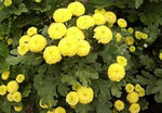 Tansy Solnechnyy Shar Seeds – Golden Button Blooms for Herbal Gardens - Dharaseeds