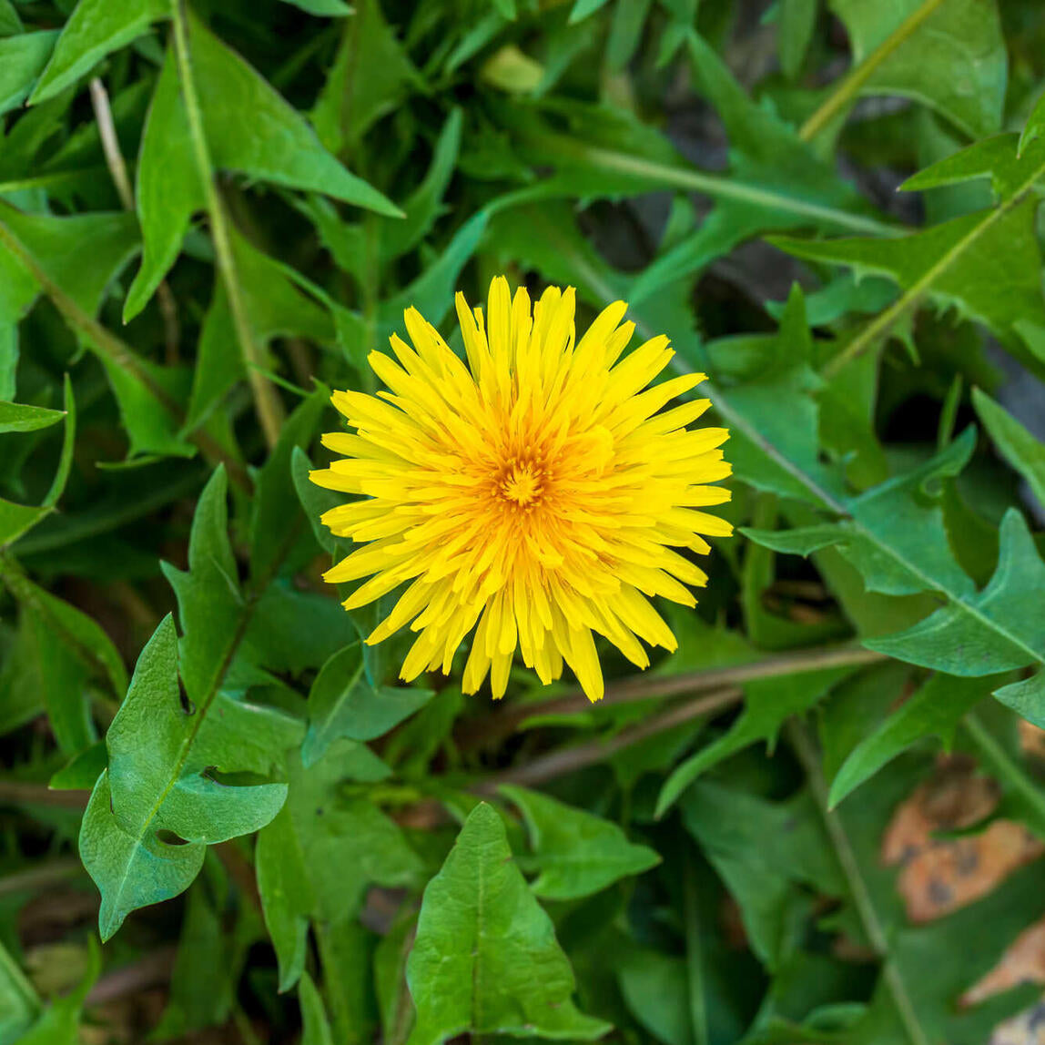Taraxacum officinale seeds for home garden and lawn planting