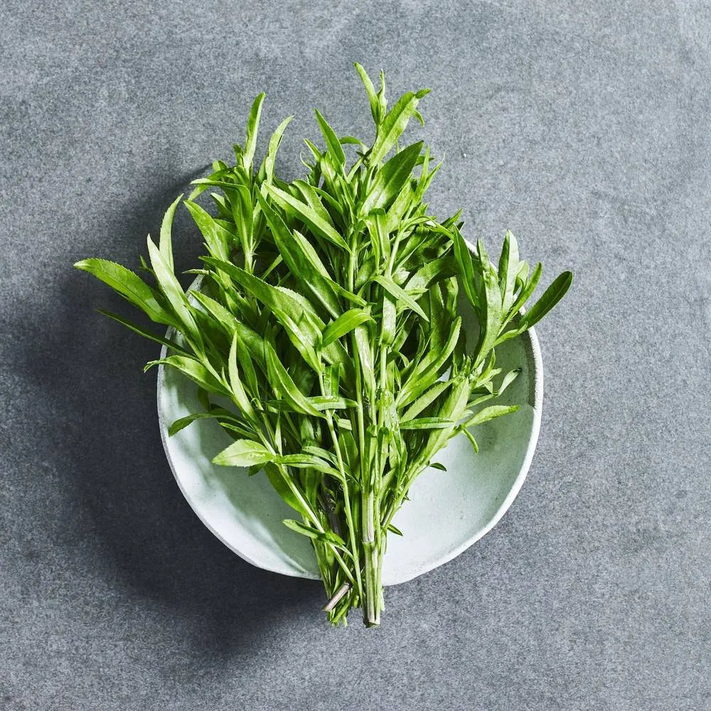 Green Tarragon Herb Plant Seeds for Aromatic and Flavorful Gardens – Fresh Herb for Your Garden