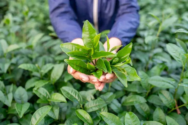 heirloom-camellia-sinensis-tea-seeds-organic-non-gmo

