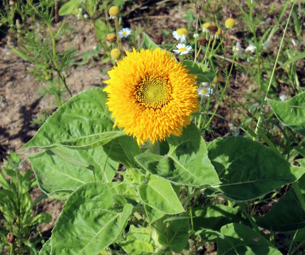  heirloom-non-gmo-teddy-bear-sunflower-seeds

