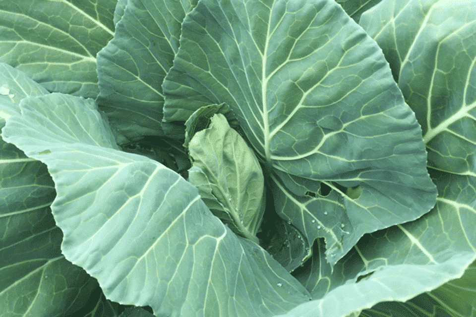 Collard Seeds - Vates