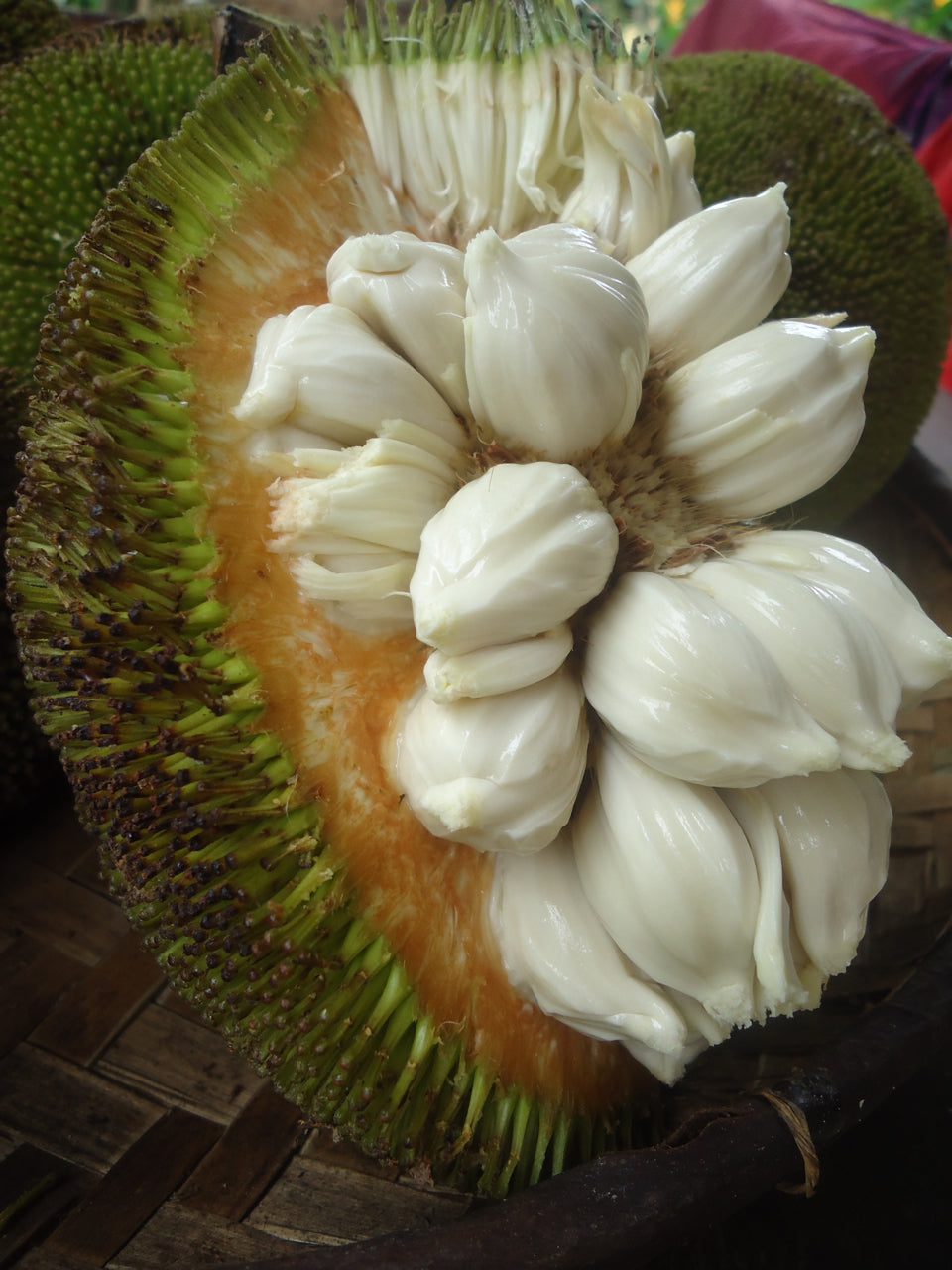 Terap (Artocarpus blancoi) – Exotic Tropical Fruit with a Unique Flavor