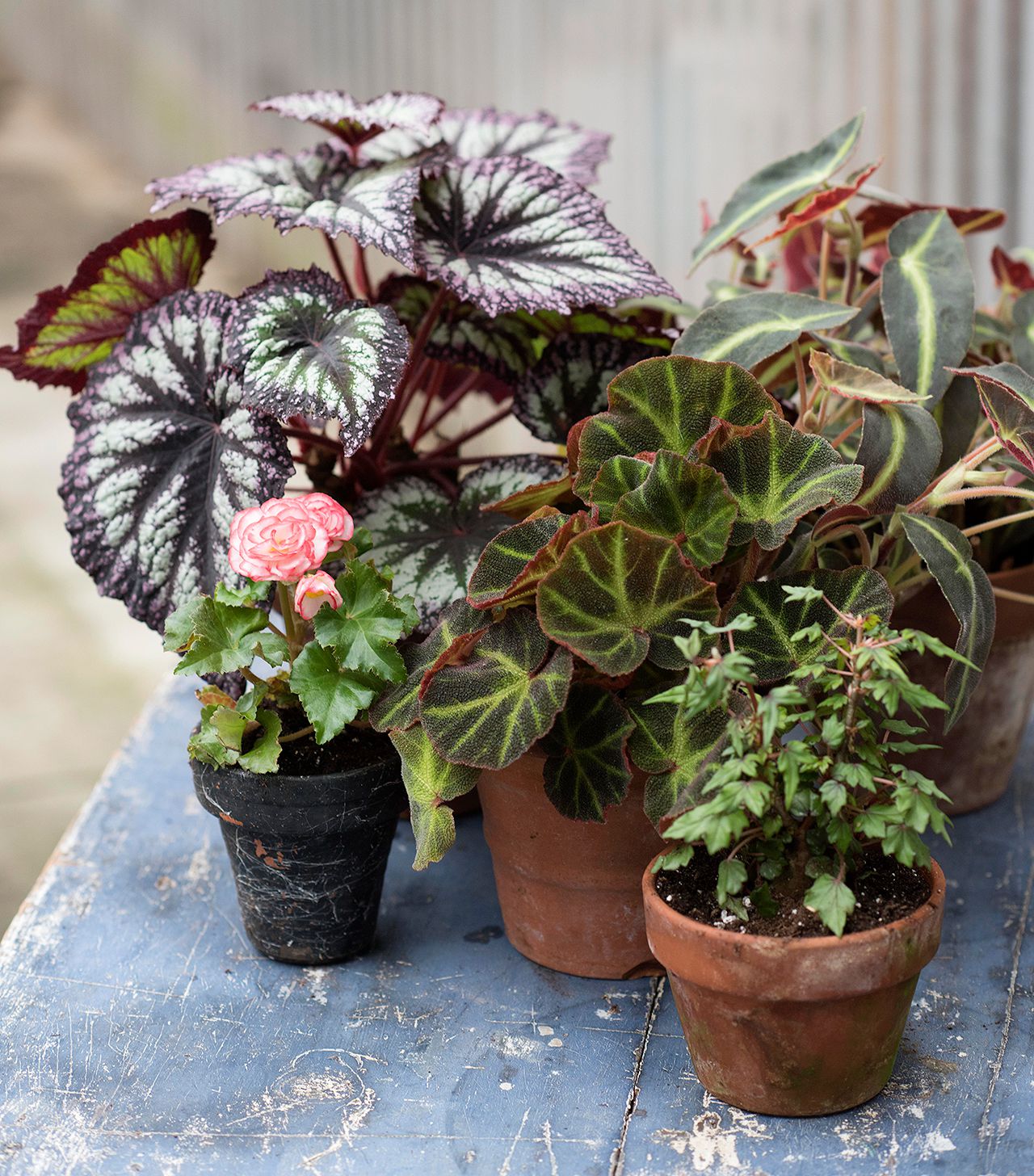 Begonia Begonia Rex Semi-Rare Color Bonsai Flower Seeds for Planting
