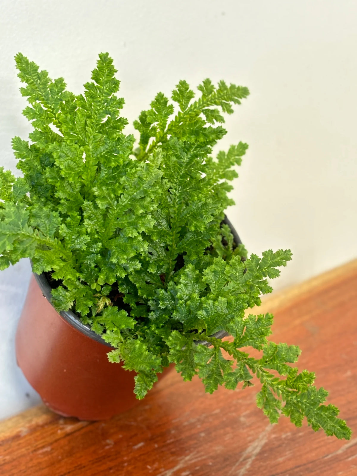 Selaginella seeds for terrarium and indoor containers