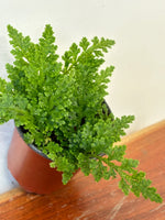 Selaginella seeds for terrarium and indoor containers