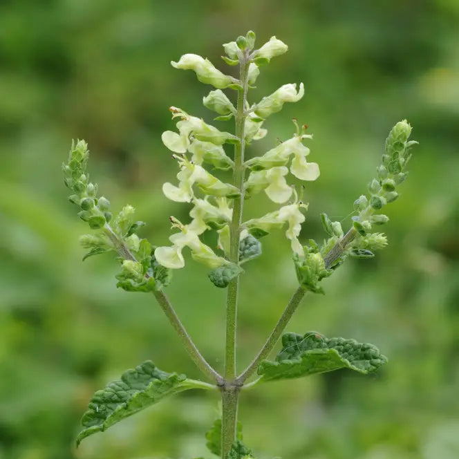 Sage Teucrium Scorodonia Flower Seeds for Planting ,Heirloom Seeds