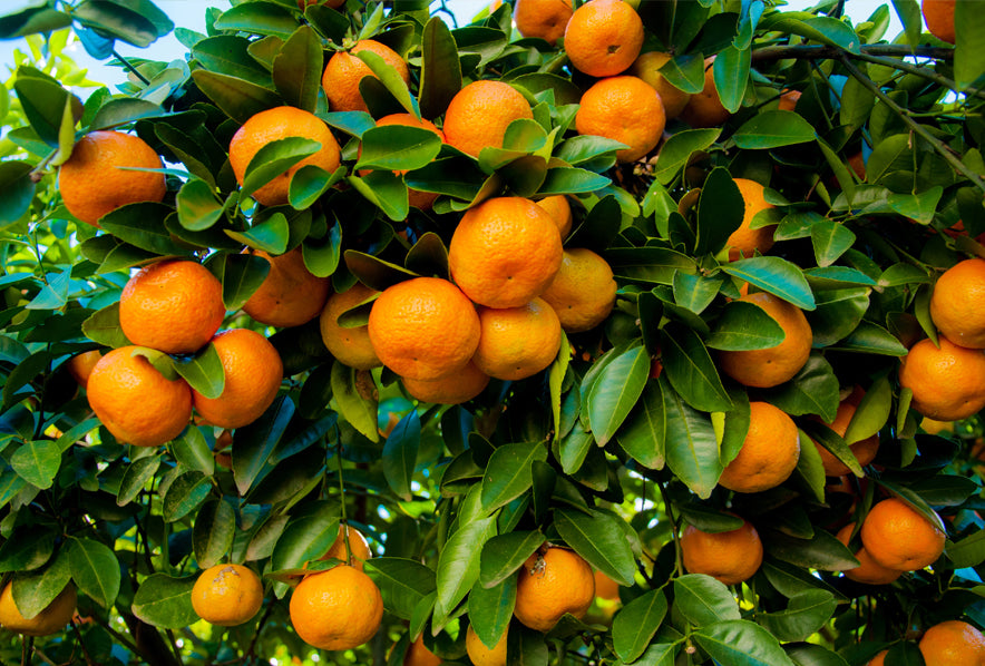 Texas juicing orange tree seeds heirloom non GMO organic