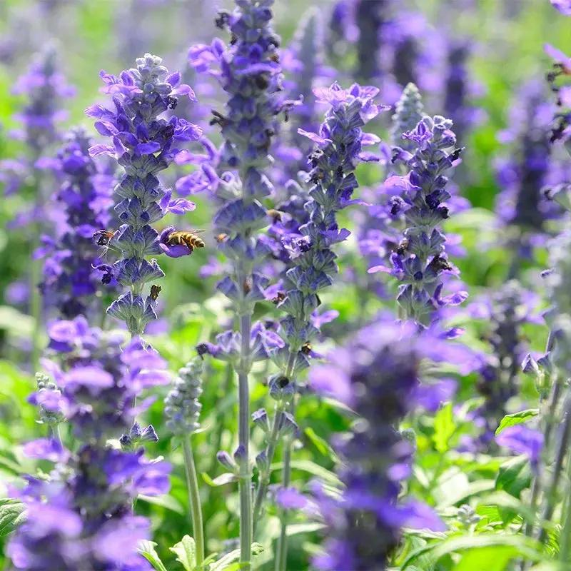Violet Salvia Meadow Sage Flower Seeds for Planting - NON GMO Seeds for planting in home garden